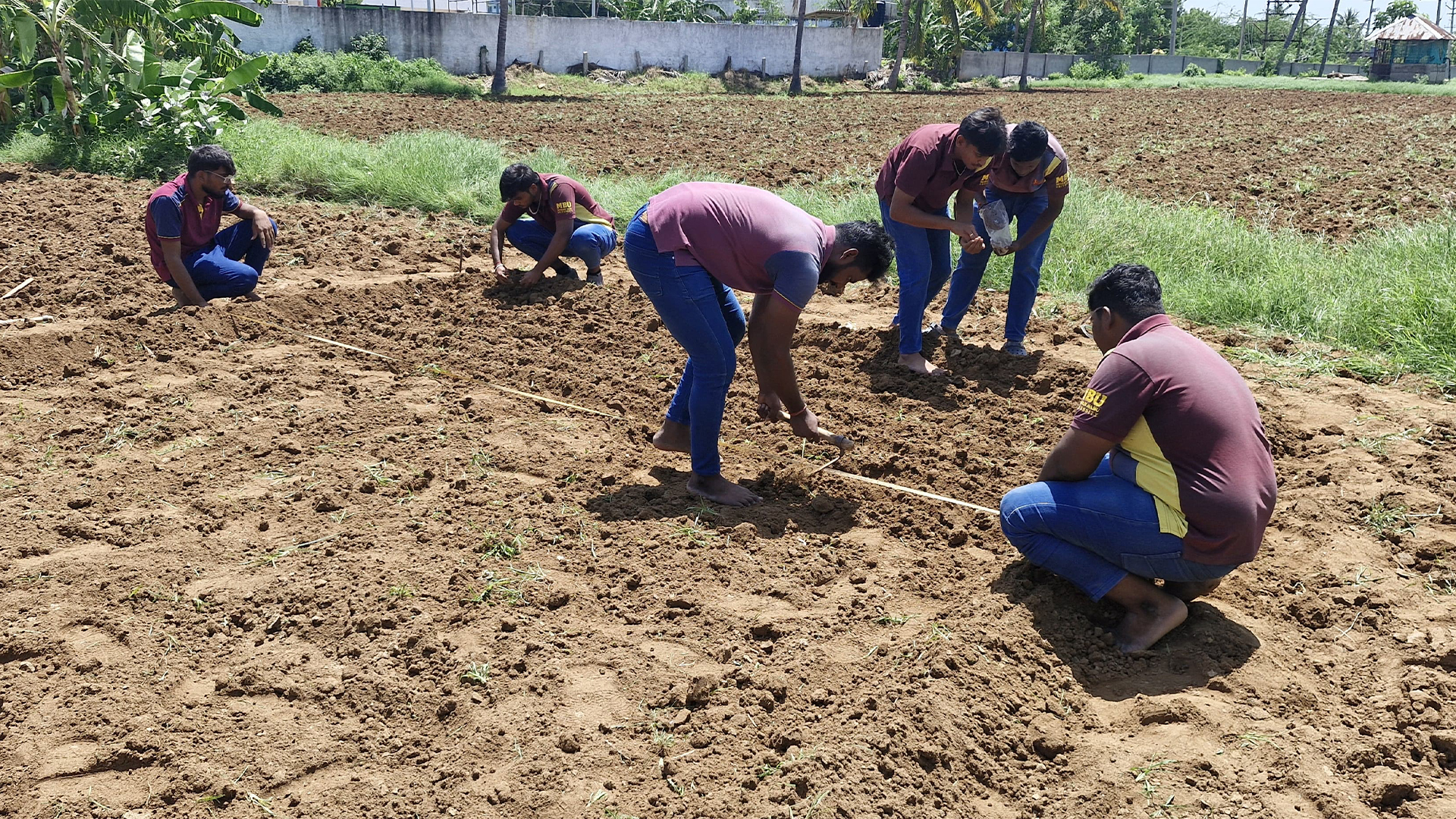 Rice Without Puddles: A Hands-On Journey into Aerobic Cultivation